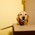 Mudanzas con mascotas